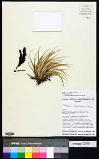 Tillandsia recurvifolia image