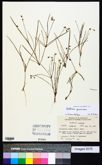 Callisia graminea image