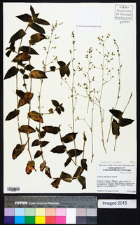 Callisia multiflora image