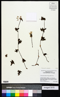 Callisia navicularis image