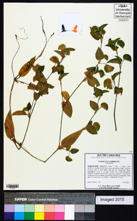 Commelina communis image