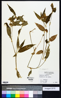 Commelina communis image