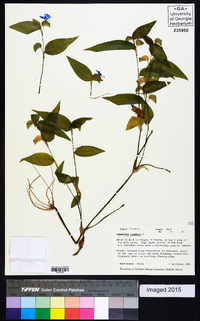 Commelina communis image