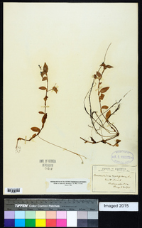 Commelina nudiflora image