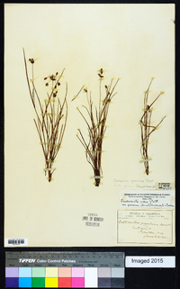 Cuthbertia graminea image