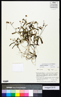 Murdannia nudiflora image