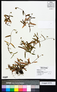 Murdannia nudiflora image