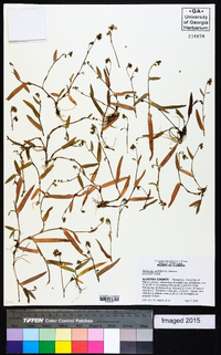 Murdannia nudiflora image