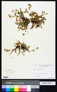 Murdannia nudiflora image