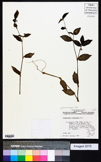 Tradescantia fluminensis image