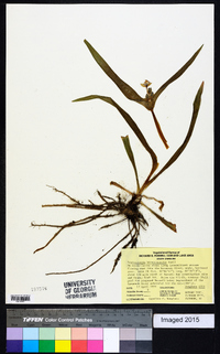 Tradescantia hirsuticaulis image