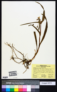 Tradescantia hirsuticaulis image