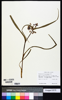 Tradescantia hirsuticaulis image