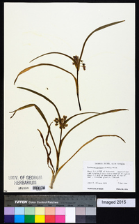 Tradescantia hirsuticaulis image