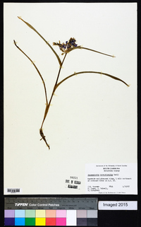 Tradescantia hirsuticaulis image