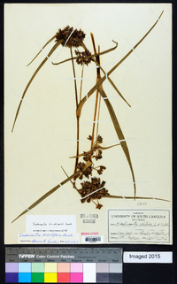 Tradescantia hirsuticaulis image