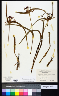 Tradescantia hirsuticaulis image