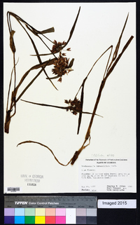Tradescantia hirsutiflora image