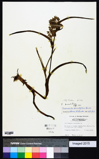 Tradescantia hirsutiflora image