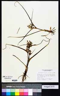 Tradescantia occidentalis image