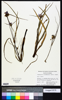 Tradescantia occidentalis image