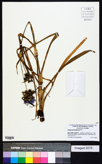 Tradescantia ohiensis image