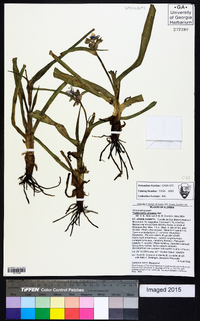 Tradescantia ohiensis image