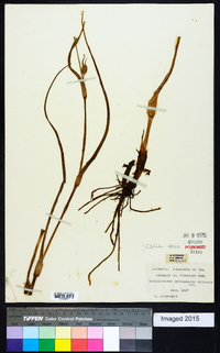 Tradescantia ohiensis image