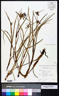 Tradescantia ohiensis image