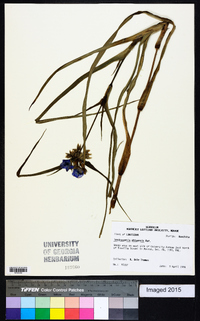 Tradescantia ohiensis image