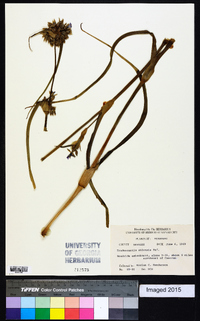 Tradescantia ohiensis image