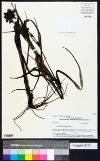 Tradescantia ohiensis image