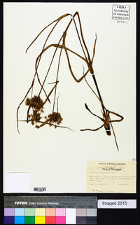 Tradescantia ohiensis image