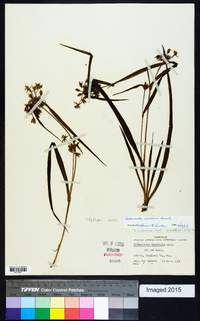 Tradescantia roseolens image