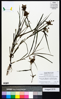 Tradescantia roseolens image