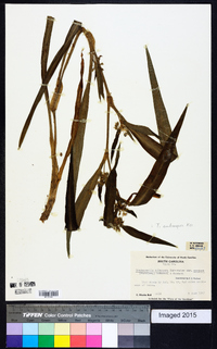 Tradescantia subaspera image