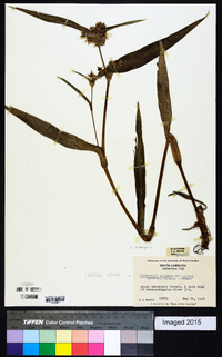 Tradescantia subaspera image