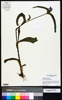 Tradescantia subaspera image