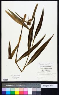 Tradescantia subaspera image