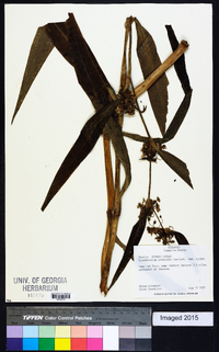 Tradescantia subaspera image