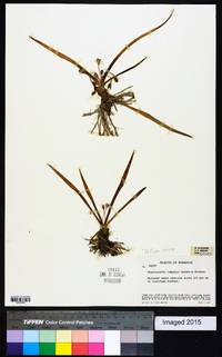 Tradescantia longipes image