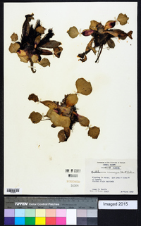 Eichhornia crassipes image