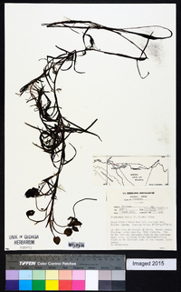 Eichhornia diversifolia image