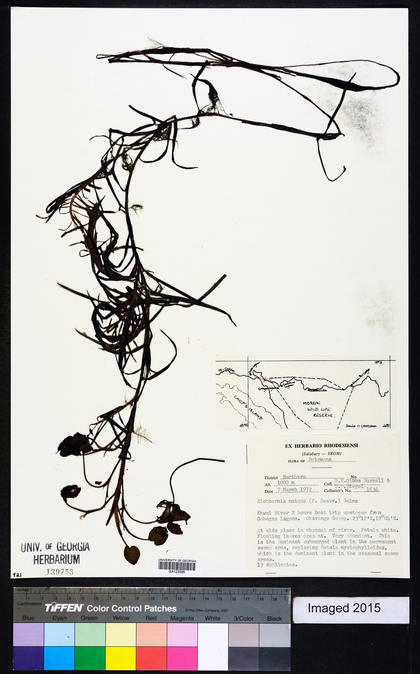 Eichhornia diversifolia image