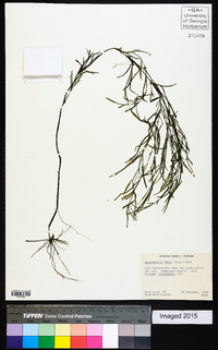 Heteranthera dubia image