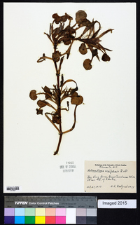 Heteranthera reniformis image