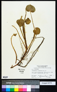 Heteranthera reniformis image