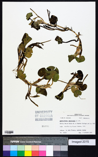 Heteranthera reniformis image