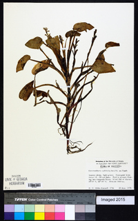 Image of Heteranthera callifolia