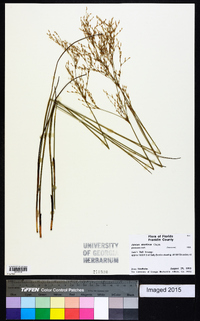 Juncus abortivus image